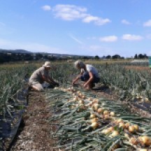 Harvesting onions